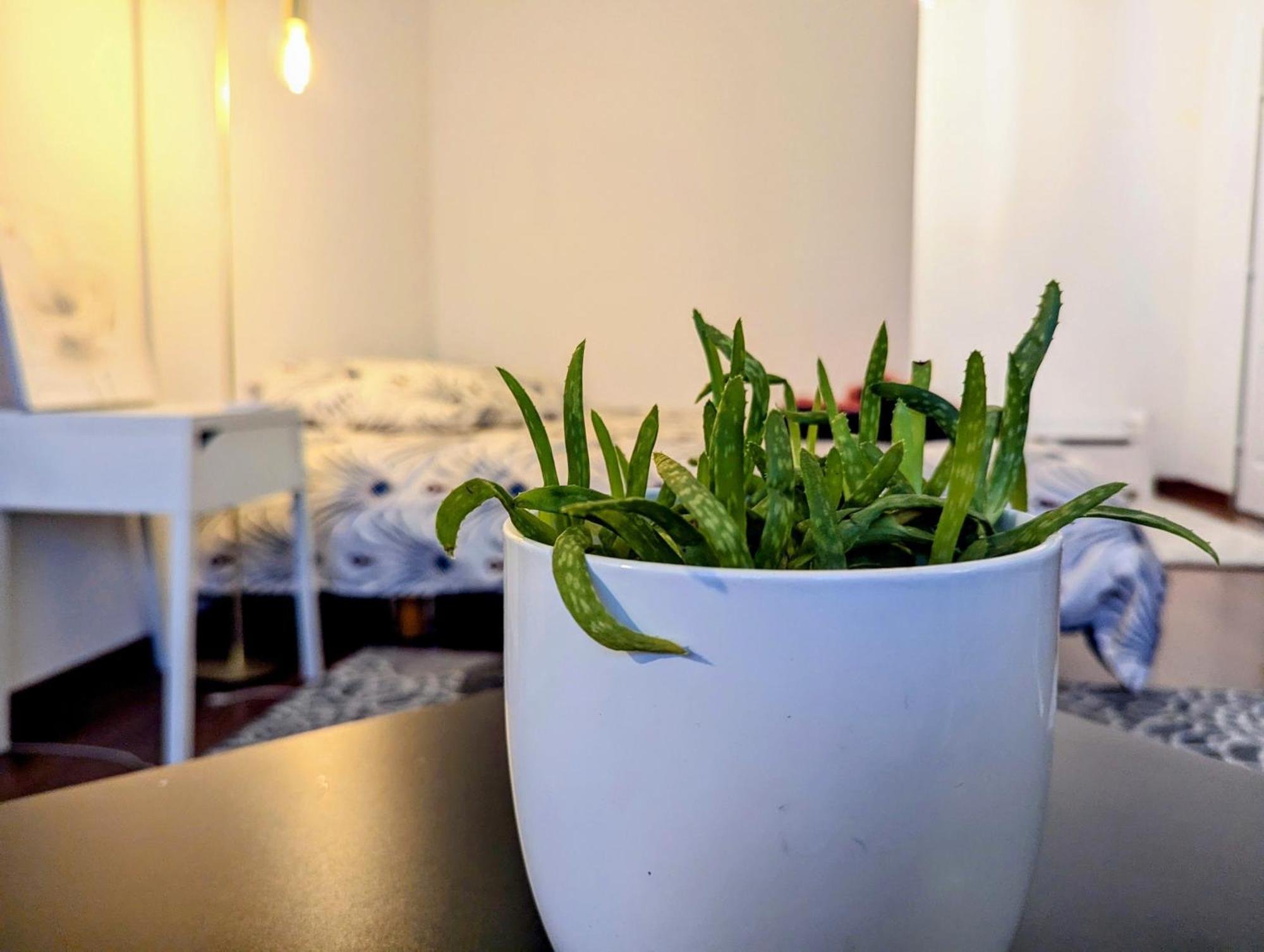 Chez Les P'tits Loups Appartement Strasbourg